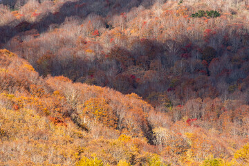 山影の紅葉