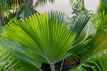 grande feuille palme verte lors d'une journée ensoleillée