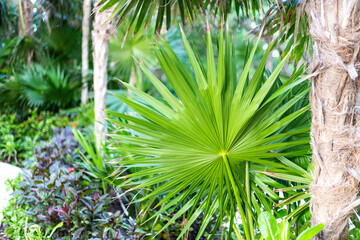 grande feuille verte tropicale ronde lors d'une journée ensoleillée