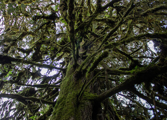 trees in the woods