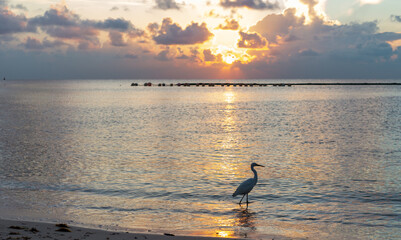 silhouette d'un oiseau avec un long cou sur la plage avec lever de soleil au loin et des nuages orangés par les lueur du matin