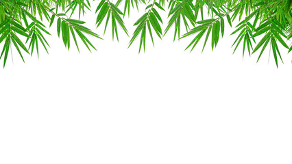 Green  Bamboo leaves isolated on transparent background, Photo art, png