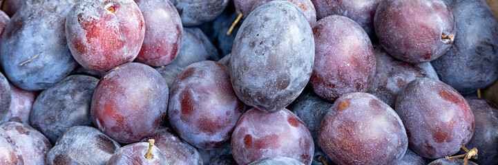 Closeup panorama of loose ripe President Plums on a greengrocer stall at a farmers market