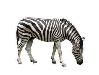 Fototapeta na wymiar Zebra isolated on white background with clipping path