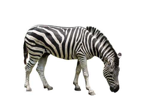 Zebra isolated on white background with clipping path