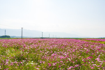 コスモス畑　徳島県阿波市善入寺島