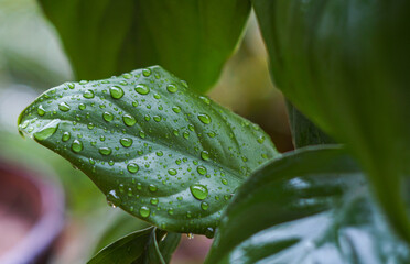 A drop of water on a blade of grass