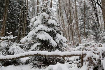 Forest in bautiful winter snowy scenery on cloudy day