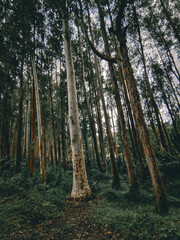 Fototapeta premium trees in the woods