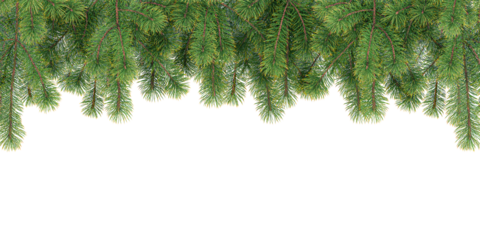 christmas tree branches isolated