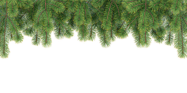 christmas tree branches isolated