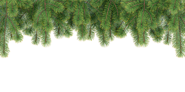 christmas tree branches isolated