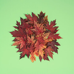 Bunch of maple leaves on light green background