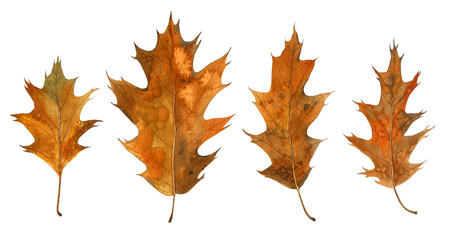 Set of bright watercolour autumn oak leaves. Hand-drawn illustration. Wild plants. Isolated on background. Aquarelle art. 
