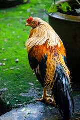 Close-up shot of the Thai rooster or hen in the farm. 