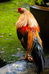 Thai hen or rooster in the farm. 
