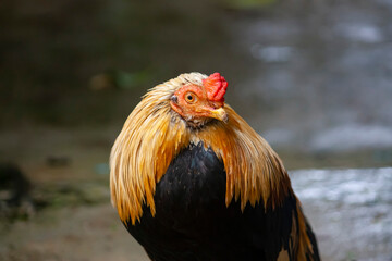 Thai rooster or hen in the farm. 
