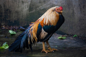 Thai rooster in the farm