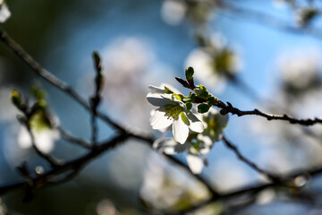 秋に咲く桜の花