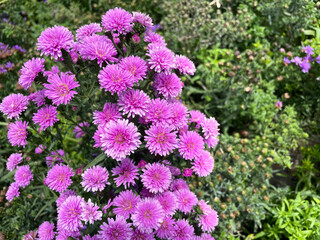 Obraz premium Chrysanthemums in the garden. Closeup photo, blurred.