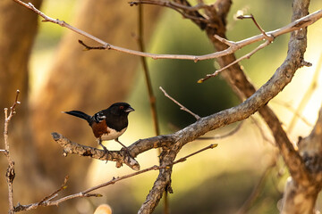spotted towhee on a tree branch