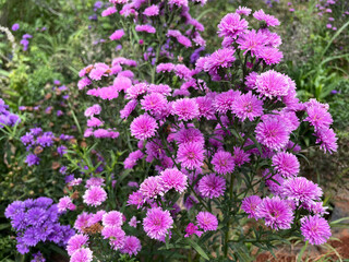 Chrysanthemums in the garden. Closeup photo, blurred.