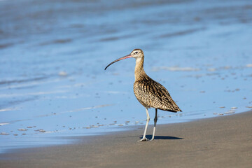Long billed curlew on the beach