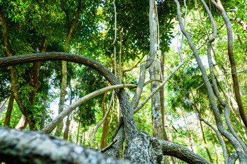 The trunk of Bauhinia winitii Craib tree
