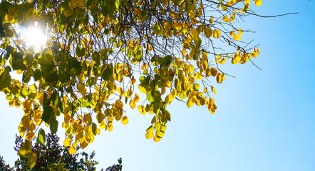 The sun's rays shine behind the yello