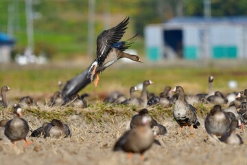 北国の冬の渡り鳥、青空の下で群れで飛ぶマガン