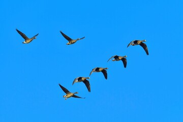 北国の冬の渡り鳥、青空の下で群れで飛ぶマガン
