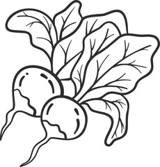 Sketch raddish vegetable icon vector illustration. Black line contour sketch vegetable icon on white background for restaurant menu vintage design