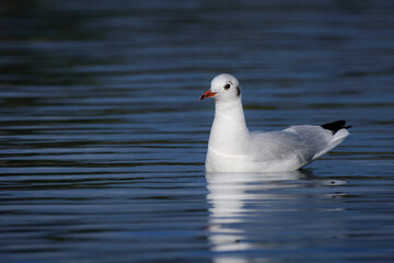 Black-headed gull in the water, winter plumage