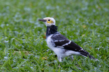 Black-collared starling in the grass, Gracupica nigricollis