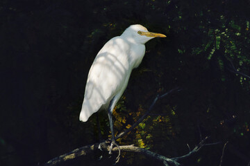 cattle egret in nature, Bubulcus ibis
