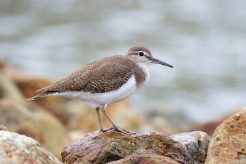 Common sandpiper on the rock, Actitis hypoleucos
