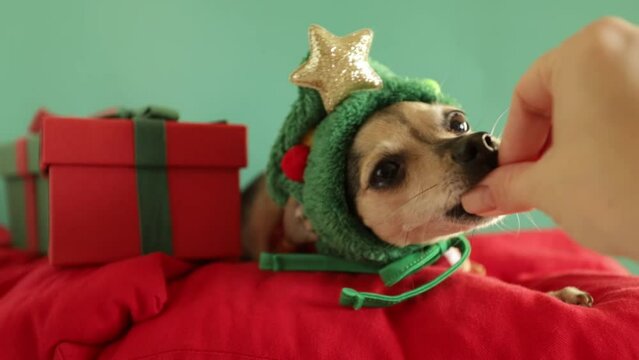 cute funny christmas dog in a Christmas tree hat gets a treat