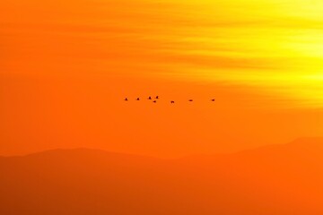 オレンジ色に染まる夕焼けの宮城県蕪栗沼で見られるガンのねぐら入り