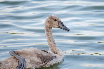 young mute swan in the water, Cygnus olor