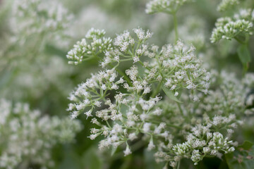 Abstract soft focus of white flowers climbing plants blurred focus wallpaper.