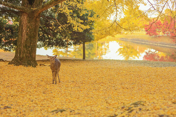 奈良公園　大仏池の黄葉と鹿　横位置