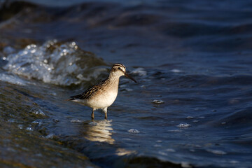 Broad-billed sandpiper standing in the water, Calidris falcinellus