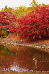 奈良公園　大仏池の紅葉と鹿　縦位置