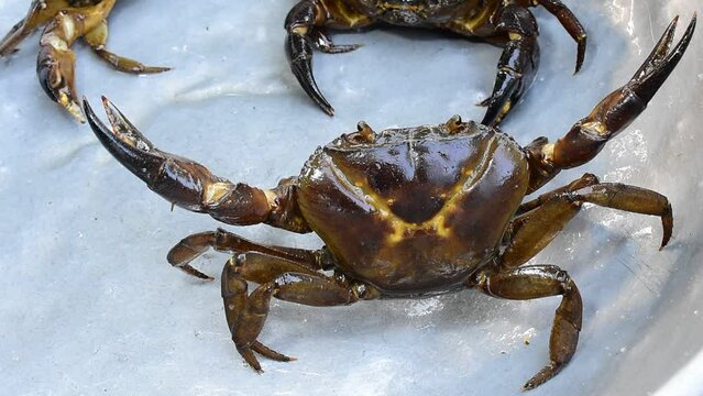 A close-up of freshwater crabs. Indian crab.