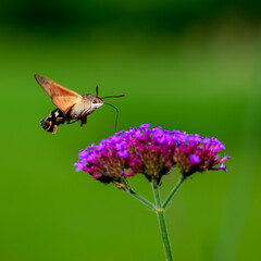 The himmungbird on purple flower