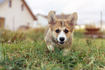 Naklejka na ściany i meble Portrait of wonderful welsh pembroke corgi puppy running walking on grass lawn near houses in summer, looking at camera. Domestic animal, pet care, nature, veterinary clinic, animal life. Soft focus.