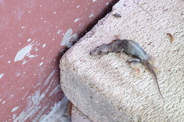 The lizard lies dead on the ground.