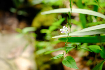 white flower