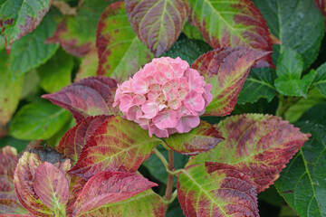 Pink hortensia blossom (Genus Hydrangea) with discolored leafs in autum.