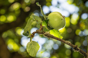 Unreifer Grüner Apfel hängt an einem Ast eines Apfelbaumes an einem sonnigen Sommertag, Deutschland